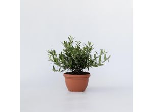 7442924135162 - Plant in a Box - Olivenbaum - Olea europaea - Höhe 30-40cm - Topf 21cm