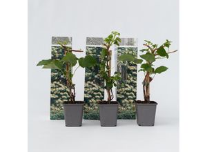 7442924137180 - Plant in a Box - Hortensie - 3 Stk - Hydrangea anomale petiolaris - Höhe 25-40cm - Topf 9cm