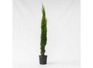 7442924138101 - Plant in a Box - Mittelmeer-Zypresse - Cupressus sempervirens - Höhe 70-80cm - Topf 19cm 7442924138101 - Plant in a Box - Mittelmeer-Zypresse - Cupressus sempervirens - Höhe 70-80cm - Topf 19cm