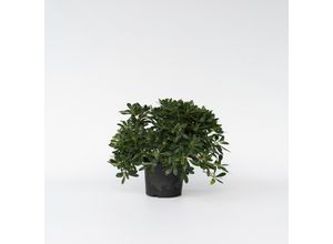 7442924138149 - Plant in a Box - Lorbeer - Pittosporum tobira nanum - Höhe 30-40cm - Topf 19cm