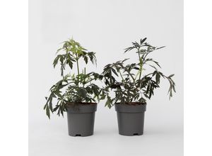 7442924138170 - Plant in a Box - Holunder - 2 Stk - Sambucus nigra Black Lace - Höhe 25-40cm - Topf 17cm