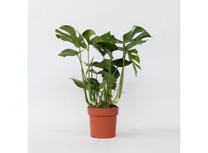 7442924138194 - Plant in a Box - Fensterblatt - Monstera deliciosa - Höhe 70-80cm - Topf 21cm