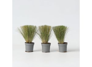 7442924139139 - Plant in a Box - Federgras - 3 Stk - Stipa tenuifolia Pony Tails - Höhe 20-30cm - Topf 9cm