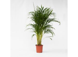 7442924139146 - Plant in a Box - Goldfruchtpalme - Dypsis lutescens - Höhe 100-120cm - Topf 21cm