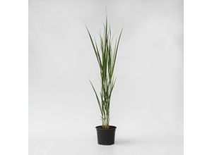 7442924140180 - Plant in a Box - Fingergras - Panicum virgatum Northwind - Höhe 40-60cm - Topf 23cm