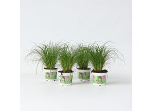 7442924141194 - Plant in a Box - Zyperngras - 4er Set - Cyperus Katzengras - Höhe 30-40cm - Topf 12cm