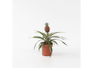 7442924143167 - Plant in a Box - Ananaspflanze - Ananas comosus Mi Amigo - Höhe 35-45cm - Topf 12cm