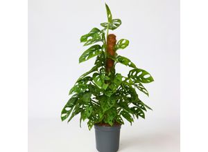 7442924145147 - Plant in a Box - Fensterblatt - Monstera adansonii Monkey Mask - Höhe 60-70cm - Topf 16cm