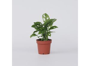 7442924145154 - Plant in a Box - Fensterblatt - Monstera adansonii Monkey Mask - Höhe 25-30cm - Topf 12cm