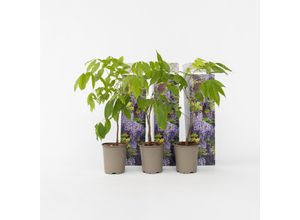 7442924145192 - Plant in a Box - Blauregen - 3 Stk - Wisteria sinensis - Höhe 25-40cm - Topf 9cm