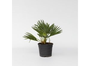 7442924146168 - Plant in a Box - Vulkan Zwergpalme - Chamaerops Vulcano - Höhe 35-45cm - Topf 19cm