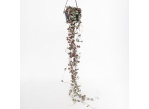 7442924146175 - Plant in a Box - Leuchterblume - Ceropegia linearis Woodii - Höhe 20-30cm - Topf 14cm