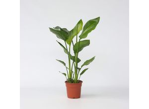 7442924146199 - Plant in a Box - Paradiesvogelblume - Strelitzie - Strelitzia nicolai - Höhe 55-70cm - Topf 17cm