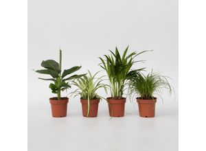 7442924147103 - Plant in a Box - Tierfreundlichen Zimmerpflanzen - 4 Stk - Pet Friendy Mix - Höhe 25-40cm - Topf 12cm