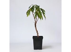 7442924147158 - Plant in a Box - Pfirsichbaum - Prunus Bonanza - Höhe 60-70cm - Topf 15cm