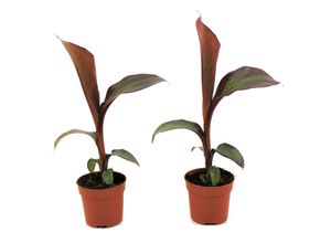 7442924147196 - Plant in a Box - Bananenpflanze - 2 Stk - Ensete ventricosum Maurelli - Höhe 20-30cm - Topf 9cm 7442924147196 - Plant in a Box - Bananenpflanze - 2 Stk - Ensete ventricosum Maurelli - Höhe 20-30cm - Topf 9cm