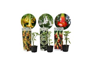 7442924148117 - Plant in a Box - Engelstrompete - 3 Stk - Brugmansia - Höhe 25-40cm - Topf 9cm