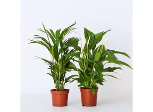 7442924148124 - Plant in a Box - Lufreinigende Pflanzen - 2 Stk - Spathiphyllum Dypsis - Höhe 60-75cm - Topf 17cm