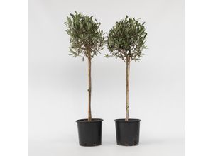 7442924149107 - Plant in a Box - Olivenbaum - 2 Stk - Olea europaea - Höhe 90-100cm - Topf 21cm