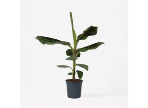 7442924149114 - Plant in a Box - Bananenpflanze - Musa Dwarf Cavendish - Höhe 90-100cm - Topf 21cm