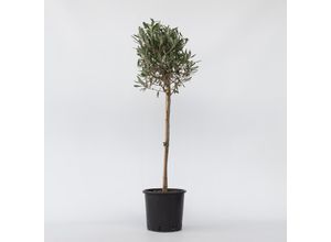 7442924151148 - Plant in a Box - Olivenbaum - Olea europaea - Höhe 90-100cm - Topf 21cm