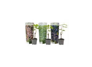 7442924151162 - Plant in a Box - Traubenpflanze - 3 Stk - Vitis vinifera - Höhe 25-40cm - Topf 9cm