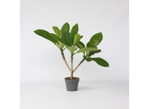 7442924152114 - Plant in a Box - Hawaii-Palme - Plumeria rubra - Höhe 45-55cm - Topf 17cm