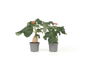 7442924152138 - Plant in a Box - Flaschenpflanze - 2 Stk - Jatropha podagrica - Höhe 25-45cm - Topf 13cm