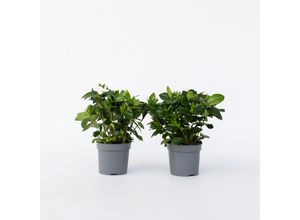 7442924152169 - Plant in a Box - Gardenien - 2 Stk - Gardenia jasminoides - Höhe 20-30cm - Topf 13cm