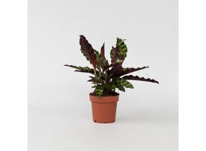 7442924154156 - Plant in a Box - Korbmarante - Goeppertia insignis - Höhe 30-40cm - Topf 12cm