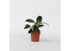 7442924154163 - Plant in a Box - Baumfreund - Philodendron Green Princess - Höhe 20-30cm - Topf 12cm