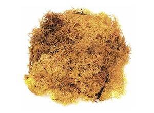 7610877380506 - Glorex Gmbh - Glorex Islandmoos orange 50 Gramm Deko-Accessoires