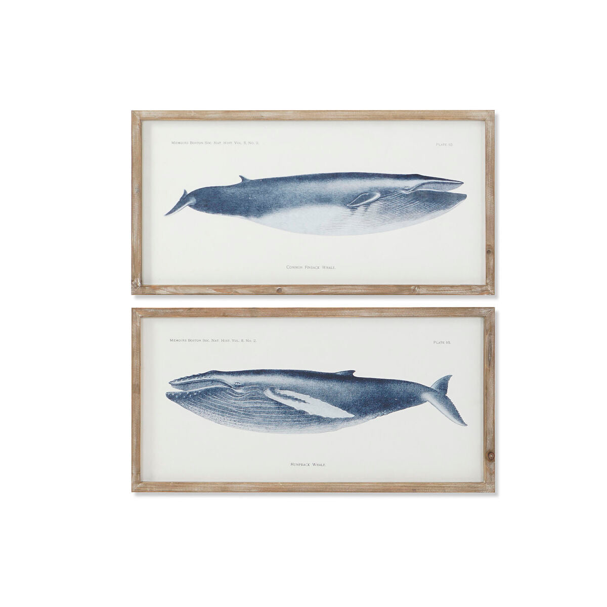 8424002109646 - Painting Whale 70 x 25 x 35 cm (2 Units)