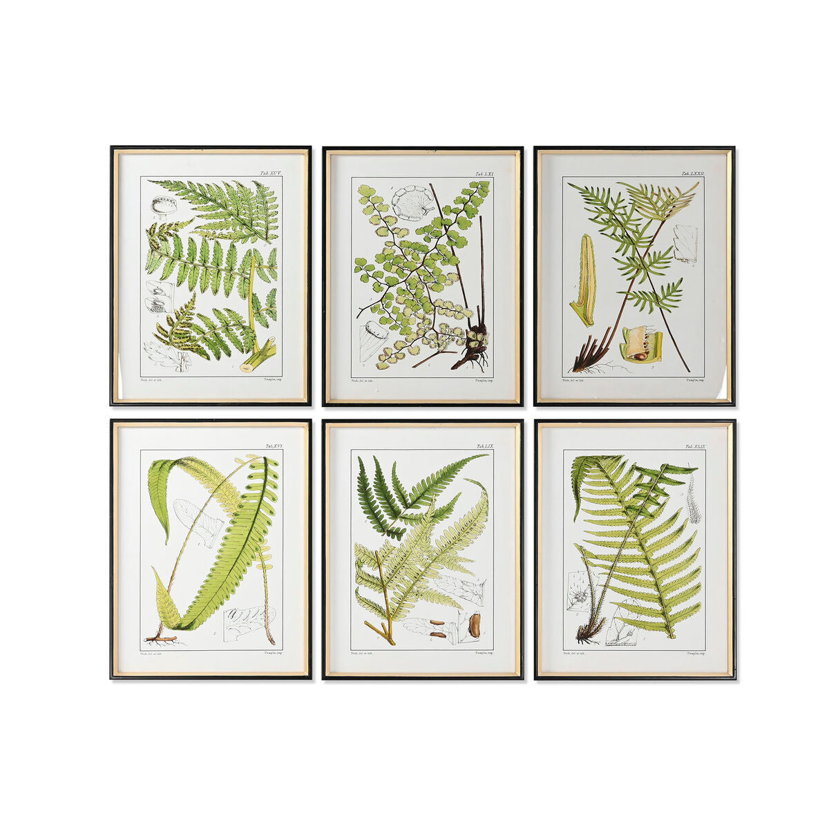 8424002120764 - Gemälde nach Hause Esprit Modern Farn 50 x 25 x 65 cm (6 Einheiten)