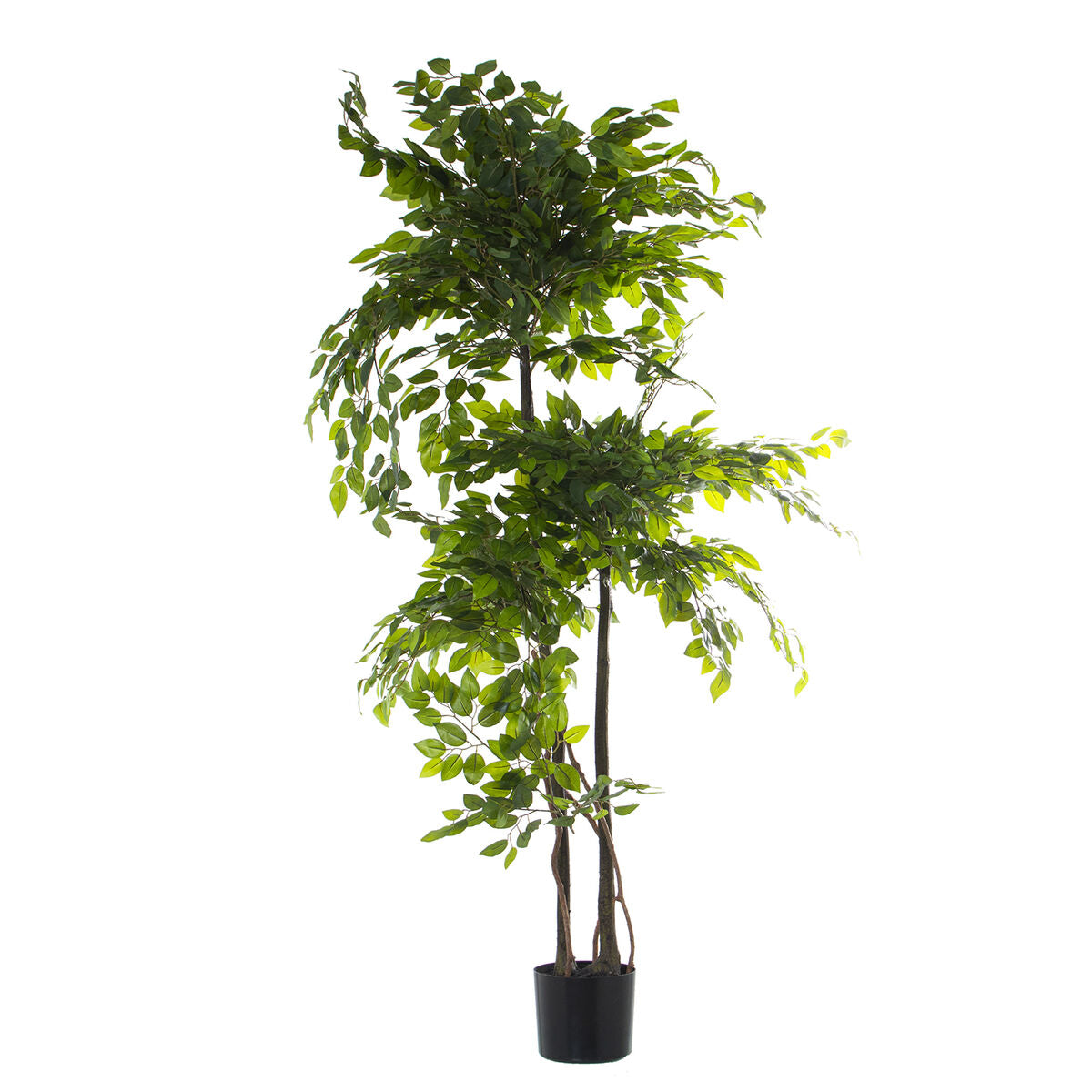 8427701266108 - Dekorationspflanze Kunststoff Ficus 18 x 22 x 162 cm