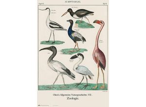 8435497263218 - Grupo Erik - Sumpfvögel Poster Vintage Lehrtafel Vögel xl Taf 83 Okens Allgemeine Naturgeschichte vii Zoologie