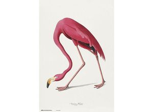 8435497263232 - Grupo Erik - American Flamingo Poster Vintage