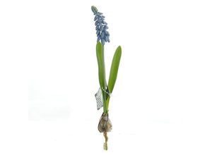 8505458888146 - DEKO® FLORALE Traubenhyazinthe - Muscari Blau mit Zwiebel - Kunstblumen