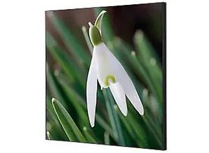 8596052181276 - Showdown Wanddekoration Set 40x40cm Weiße Blume Schneeglöckchen 8596052181276 Showdown Displays