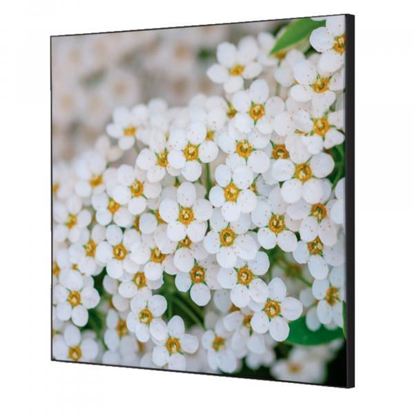 8596052181290 - Showdown Wanddekoration Set 40x40cm Weiße Blume Spirea 8596052181290 Showdown Displays