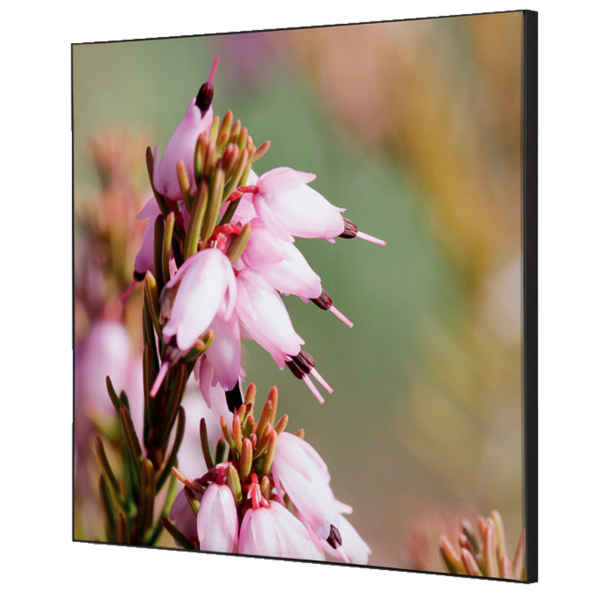 8596052181313 - Showdown Wanddekoration Set 40x40cm Pinke Blume Erica 8596052181313 Showdown Displays