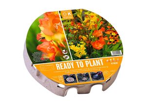 8711805134976 - Pflanz-Tray Wildblumen 38 cm