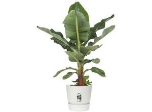 8711904332273 - Blumentopf mit Teller Greenville Ø 39 x 368 cm rund Weiß Kunststoff 8711904332273 - Blumentopf mit Teller Greenville Ø 39 x 368 cm rund Weiß Kunststoff