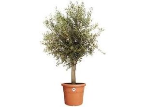 8711904529383 - Blumentopf Algarve Cilindro Ø 58 x 48 cm terra