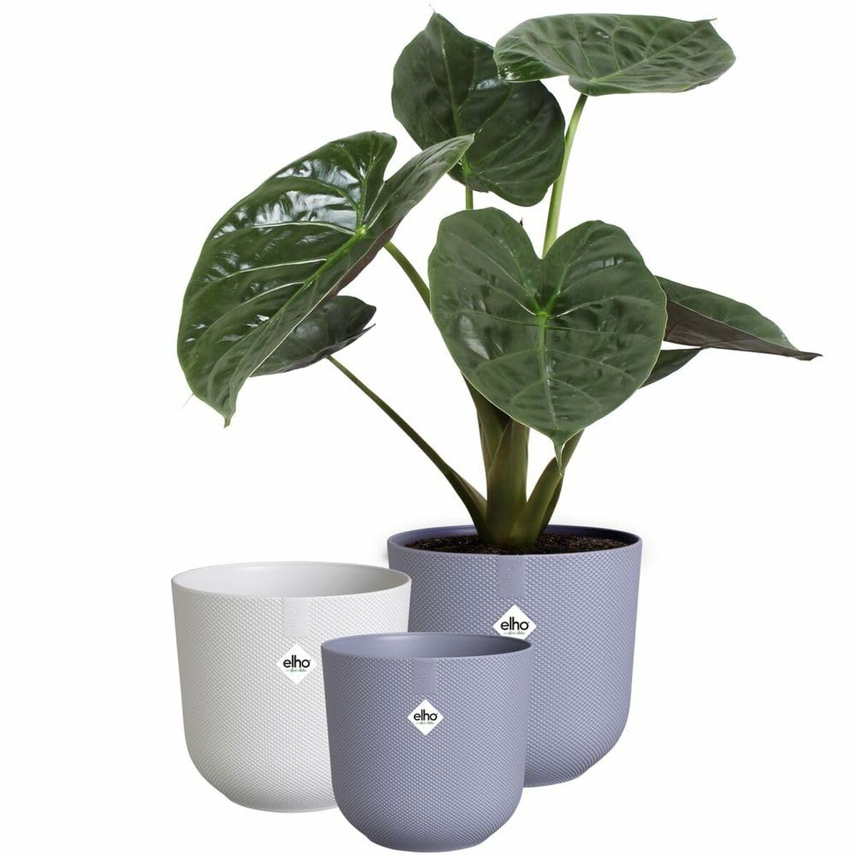 8711904540418 - Plant pot Jazz White Lilac Plastic Circular 3 Pieces