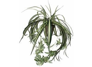 8712293182524 - - Mica Chlorophytum im Topf grün 45 x 45 cm Kunstpflanzen