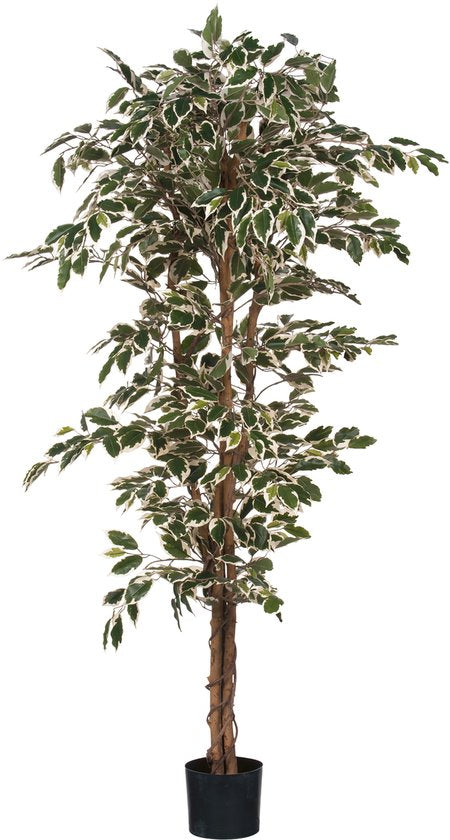 8712293811745 - Ficus Künstliche Pflanze - H180 x Ø90 cm - Grün Bunt