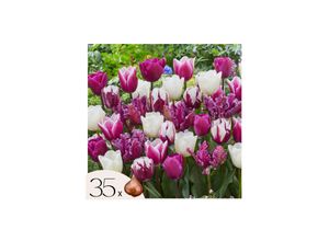 8712438540264 - Plant in a Box - Tulpenzwiebeln - 35 Stk - Tulipa Pastel - Blumenzwiebeln - Mehrfarbig