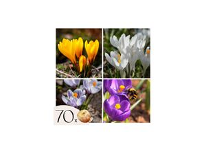 8712438541209 - Plant in a Box - Krokuszwiebeln - 70er Set Blumenzwiebeln - Bunte Frühlingsblüher für Garten