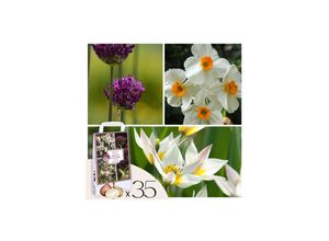 8712438998249 - Plant in a Box - Dry Garden Box - 35 Blumenzwiebeln für trockene & sonnige Standorte